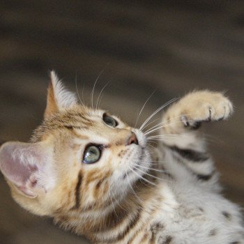 chaton Bengal brown spotted / rosettes Zénith Chatterie d'Atomic Sky