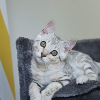 chaton Bengal silver spotted / rosettes Venus Chatterie d'Atomic Sky