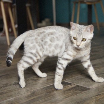 chaton Bengal silver spotted / rosettes Venus Chatterie d'Atomic Sky