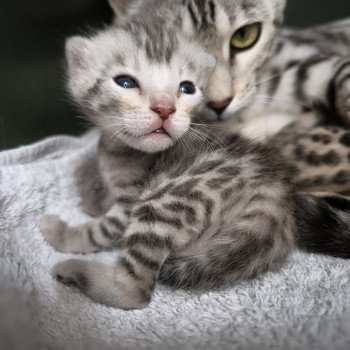 chaton Bengal silver spotted / rosettes Venus Chatterie d'Atomic Sky