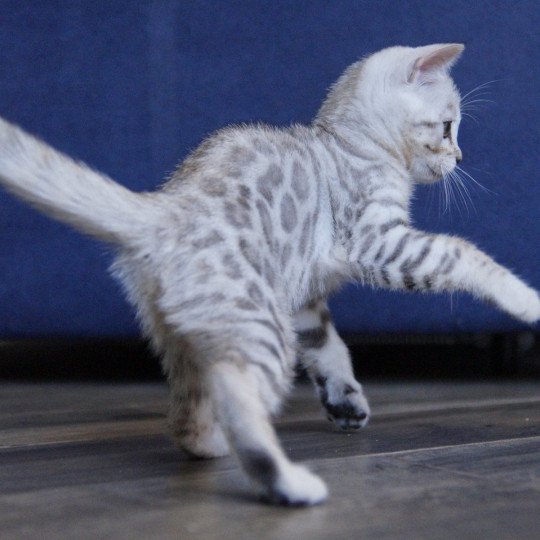 chaton Bengal silver spotted / rosettes Venus Chatterie d'Atomic Sky