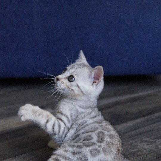 chaton Bengal silver spotted / rosettes Venus Chatterie d'Atomic Sky