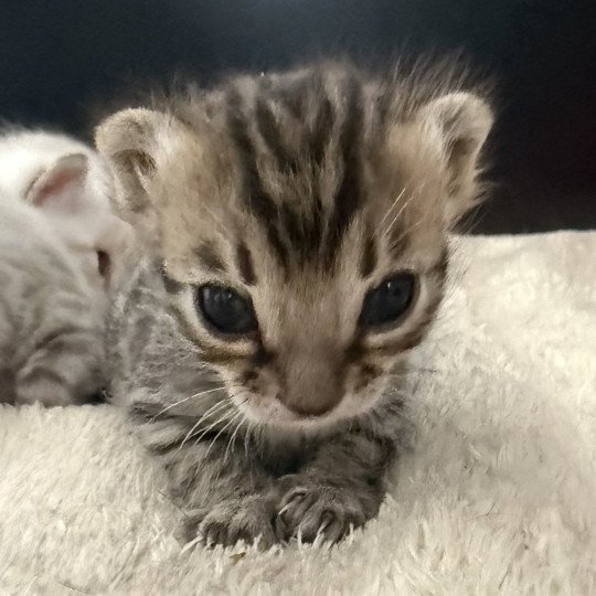 Alakazam d'Atomic Sky Mâle Bengal