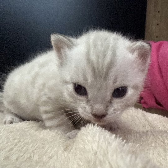 Alaska d'Atomic Sky Femelle Bengal