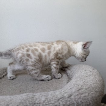 chaton Bengal seal spotted / rosettes point Alaska Chatterie d'Atomic Sky