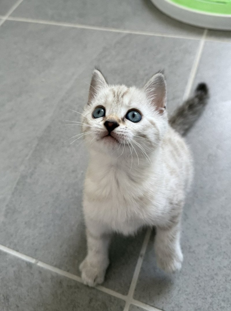 Alaska d'Atomic Sky Femelle Bengal