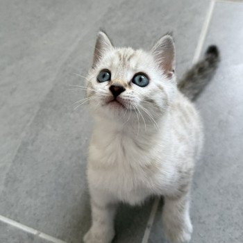 chaton Bengal seal spotted / rosettes point Alaska Chatterie d'Atomic Sky
