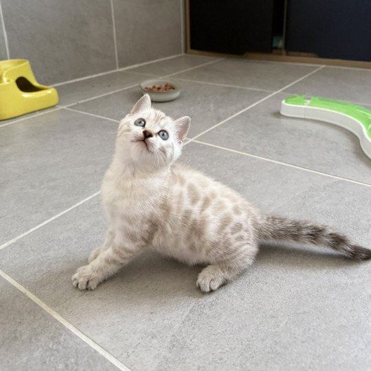 chaton Bengal seal spotted / rosettes point Alaska Chatterie d'Atomic Sky