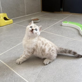 chaton Bengal seal spotted / rosettes point Alaska Chatterie d'Atomic Sky