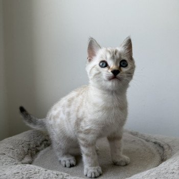 chaton Bengal seal spotted / rosettes point Alaska Chatterie d'Atomic Sky