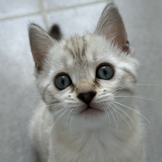 chaton Bengal seal spotted / rosettes point Alaska Chatterie d'Atomic Sky