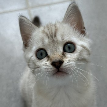 chaton Bengal seal spotted / rosettes point Alaska Chatterie d'Atomic Sky