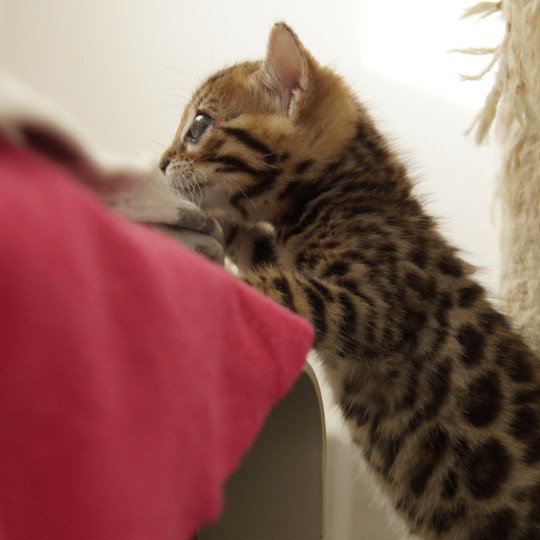 chaton Bengal brown spotted / rosettes Althéa Chatterie d'Atomic Sky