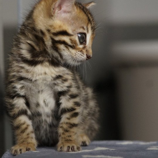 chaton Bengal brown spotted / rosettes Althéa Chatterie d'Atomic Sky