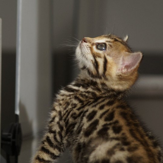 Althéa d'Atomic Sky Femelle Bengal