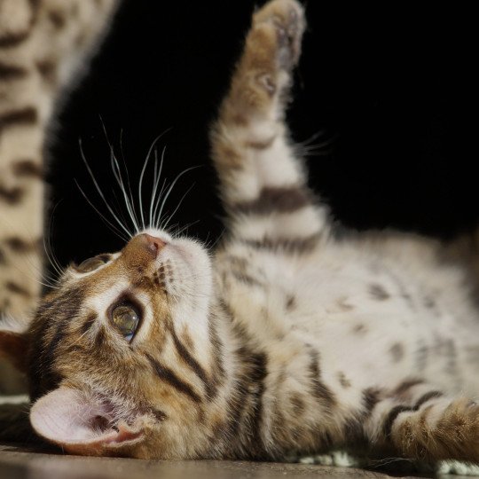 chaton Bengal brown spotted / rosettes Althéa Chatterie d'Atomic Sky