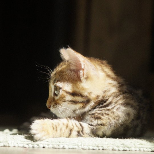 chaton Bengal brown spotted / rosettes Althéa Chatterie d'Atomic Sky