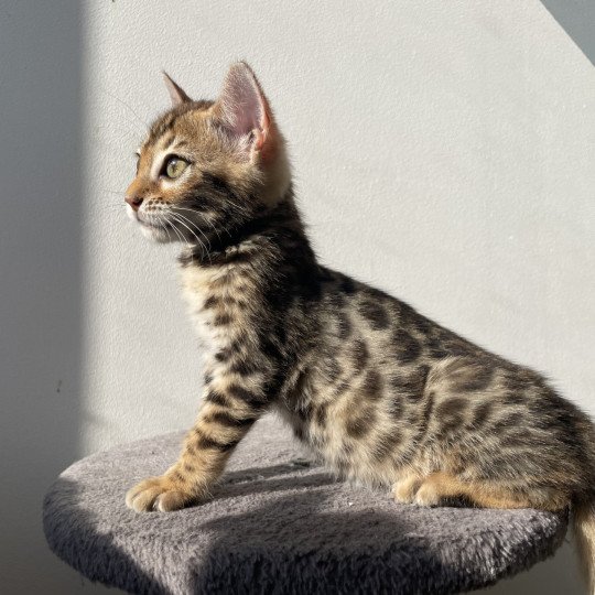 chaton Bengal brown spotted / rosettes Althéa Chatterie d'Atomic Sky
