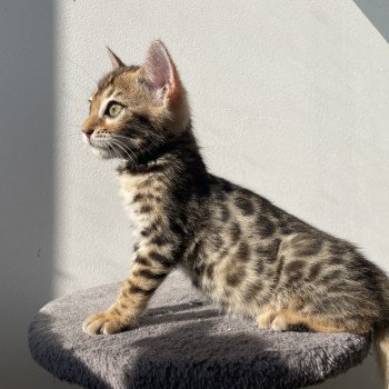 chaton Bengal brown spotted / rosettes Althéa Chatterie d'Atomic Sky chaton Bengal brown spotted / rosettes Althéa Chatterie d'Atomic Sky