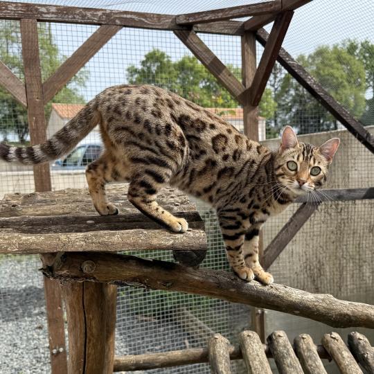 chat Bengal brown spotted / rosettes Althéa Chatterie d'Atomic Sky