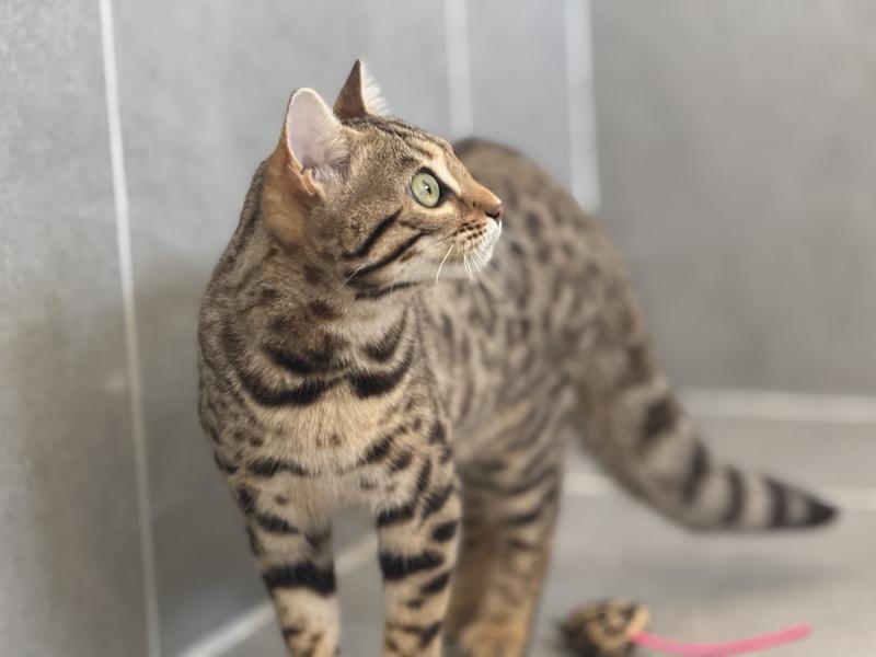 Althéa d'Atomic Sky Femelle Bengal