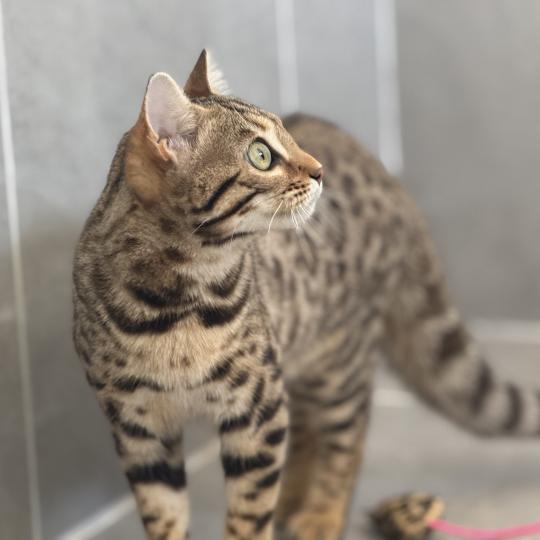 Althéa d'Atomic Sky Femelle Bengal