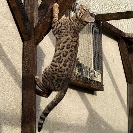 chat Bengal brown spotted / rosettes Althéa Chatterie d'Atomic Sky