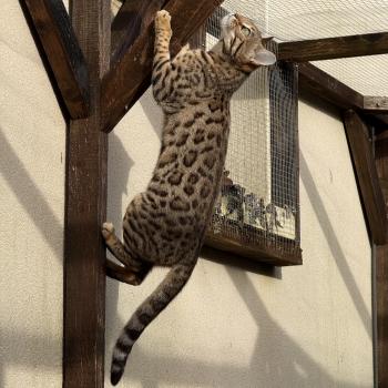 chat Bengal brown spotted / rosettes Althéa Chatterie d'Atomic Sky