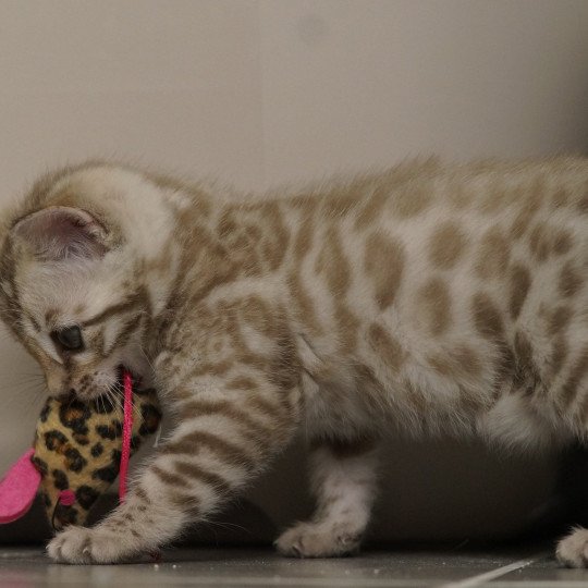 chaton Bengal seal spotted / rosettes mink Astro Chatterie d'Atomic Sky