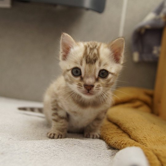 chaton Bengal seal spotted / rosettes mink Astro Chatterie d'Atomic Sky