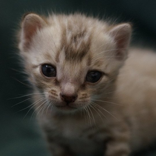 chaton Bengal seal spotted / rosettes mink Astro Chatterie d'Atomic Sky