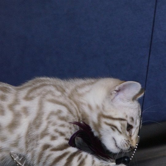 chaton Bengal seal spotted / rosettes mink Astro Chatterie d'Atomic Sky