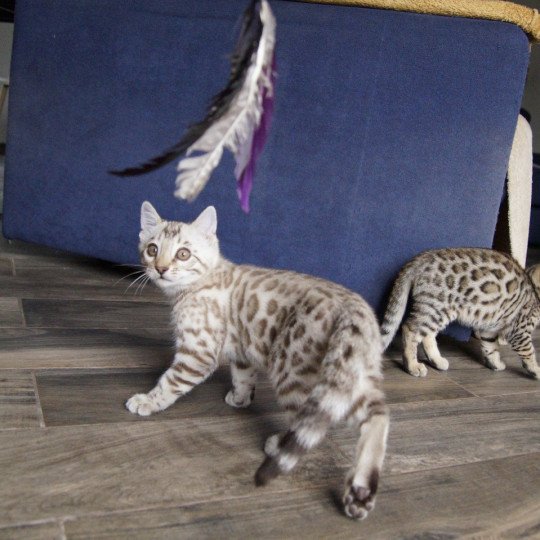 chaton Bengal seal spotted / rosettes mink Astro Chatterie d'Atomic Sky