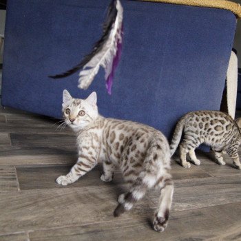 chaton Bengal seal spotted / rosettes mink Astro Chatterie d'Atomic Sky chaton Bengal seal spotted / rosettes mink Astro Chatterie d'Atomic Sky