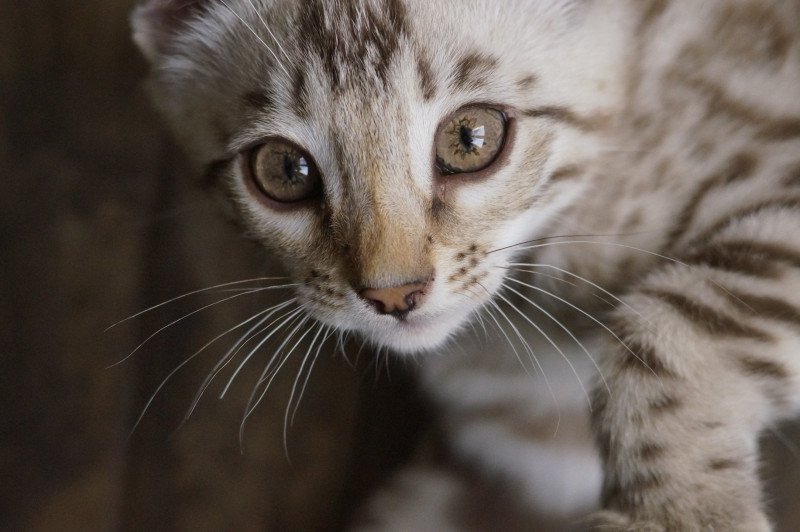 Astro d'Atomic Sky Mâle Bengal
