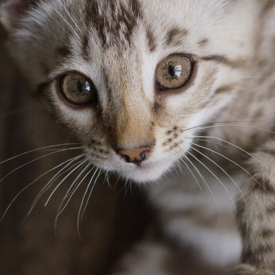 Astro d'Atomic Sky Mâle Bengal