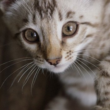 chaton Bengal seal spotted / rosettes mink Astro Chatterie d'Atomic Sky chaton Bengal seal spotted / rosettes mink Astro Chatterie d'Atomic Sky