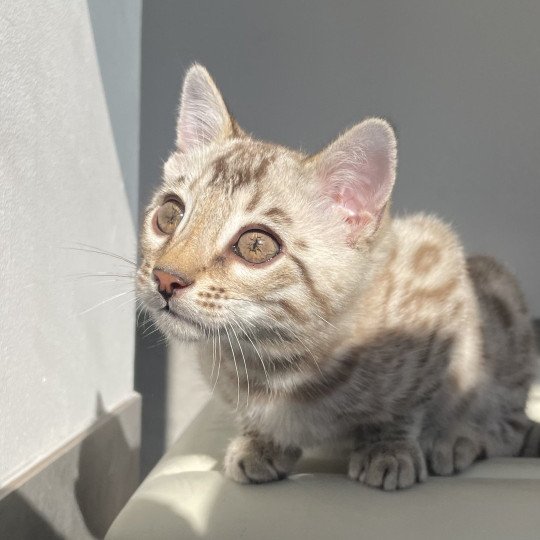 chaton Bengal seal spotted / rosettes mink Astro Chatterie d'Atomic Sky