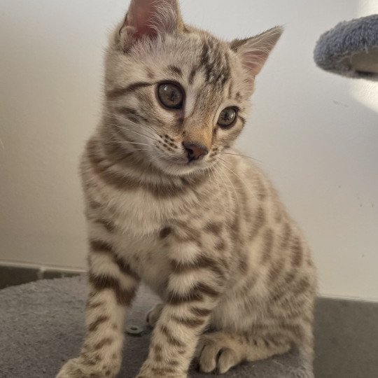 chaton Bengal seal spotted / rosettes mink Astro Chatterie d'Atomic Sky