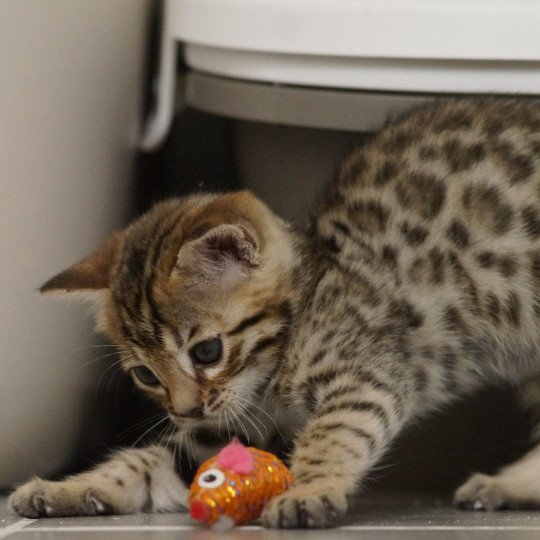 chaton Bengal brown spotted / rosettes Azazel Chatterie d'Atomic Sky