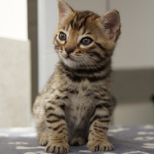 chaton Bengal brown spotted / rosettes Azazel Chatterie d'Atomic Sky