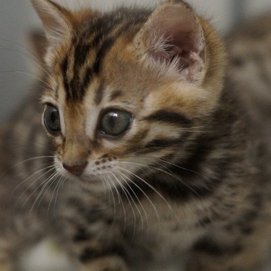 chaton Bengal brown spotted / rosettes Azazel Chatterie d'Atomic Sky