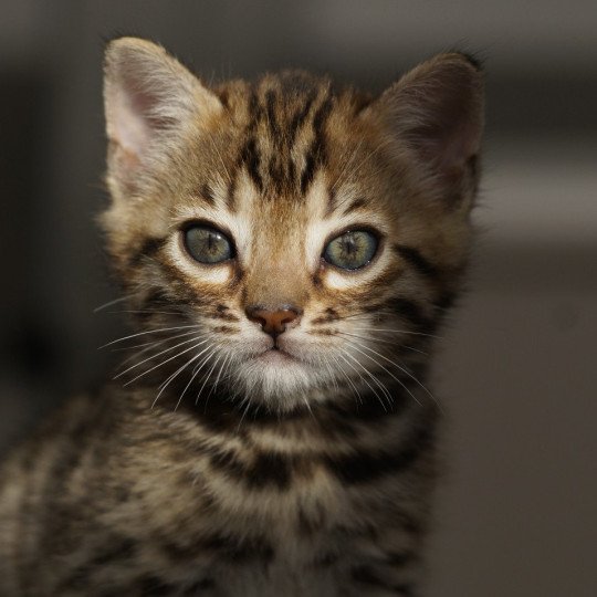 chaton Bengal brown spotted / rosettes Azazel Chatterie d'Atomic Sky