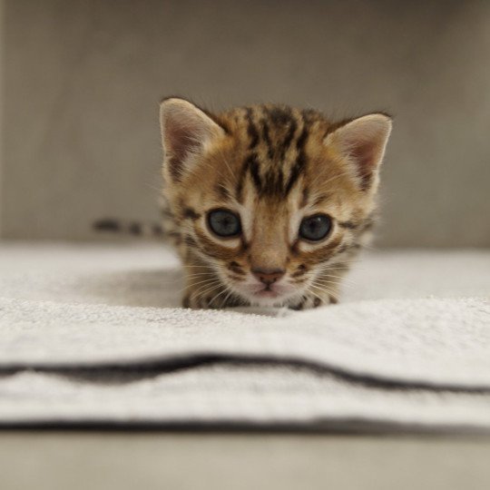 chaton Bengal brown spotted / rosettes Azazel Chatterie d'Atomic Sky