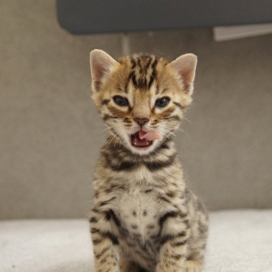 Azazel d'Atomic Sky Mâle Bengal