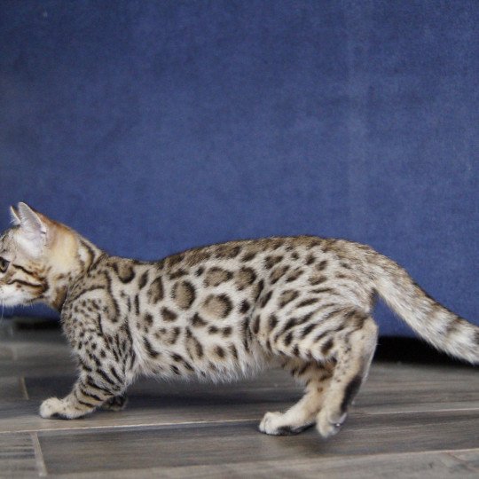 chaton Bengal brown spotted / rosettes Azazel Chatterie d'Atomic Sky