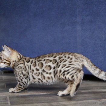 chaton Bengal brown spotted / rosettes Azazel Chatterie d'Atomic Sky chaton Bengal brown spotted / rosettes Azazel Chatterie d'Atomic Sky