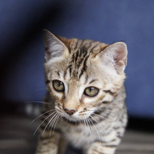 chaton Bengal brown spotted / rosettes Azazel Chatterie d'Atomic Sky