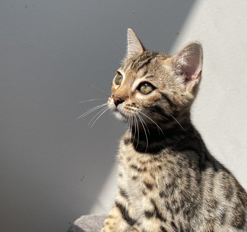 Atlas d'Atomic Sky Mâle Bengal