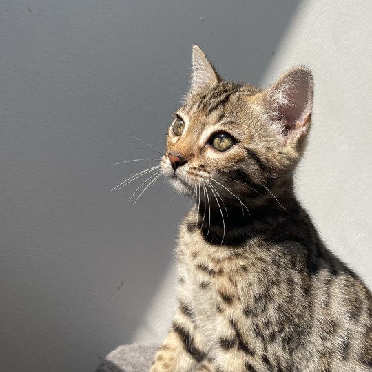 Atlas d'Atomic Sky Mâle Bengal